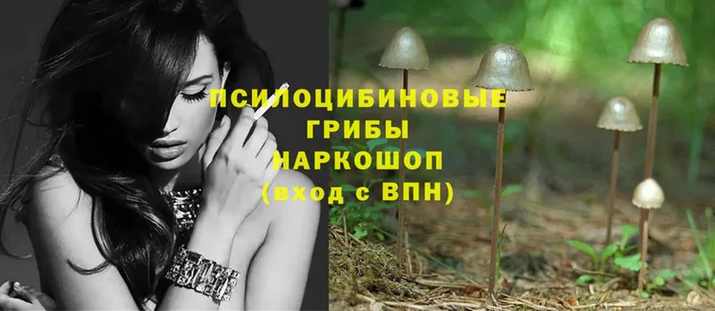 Псилоцибиновые грибы Psilocybe  Заречный 